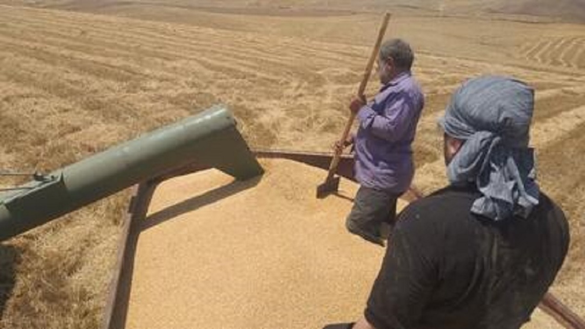 باشگاه خبرنگاران -پرداخت ۹۴درصد از مطالبات گندم‌کاران در اردبیل