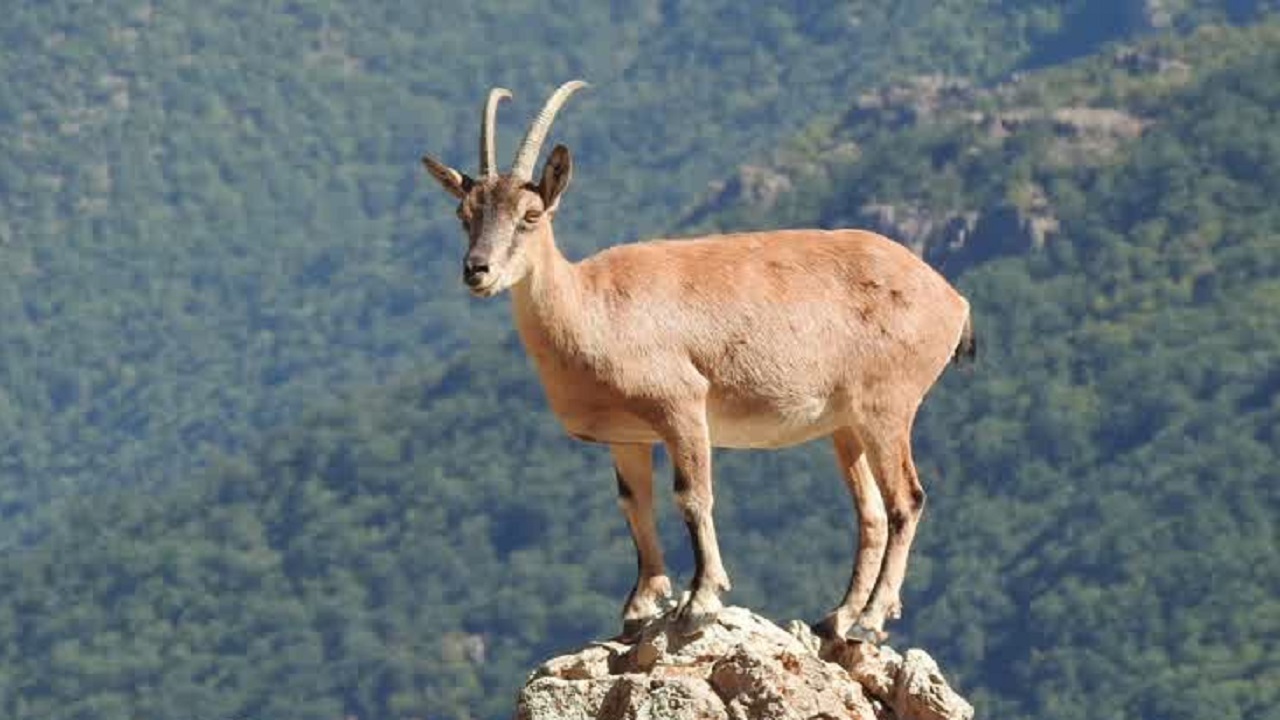 سلطان کوهستان در قابی زیبا