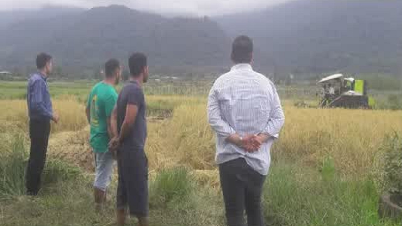 عباس‌آباد قطب تولید برنج مرغوب با تولید سالانه ۲ هزار تن