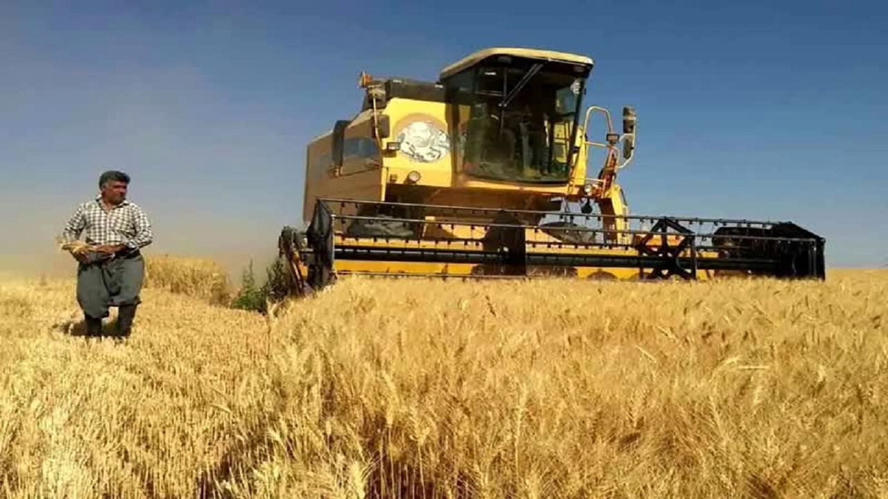 پرداخت ۹۵ درصد از مطالبات گندم‌کاران مازندران