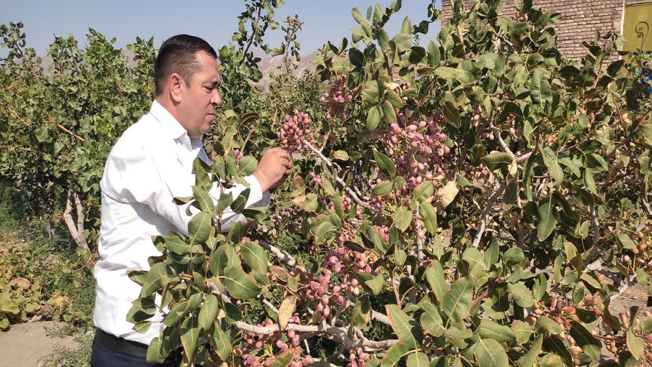 سطح زیرکشت پسته در آذربایجان شرقی از ۳ هزار هکتار گذشت