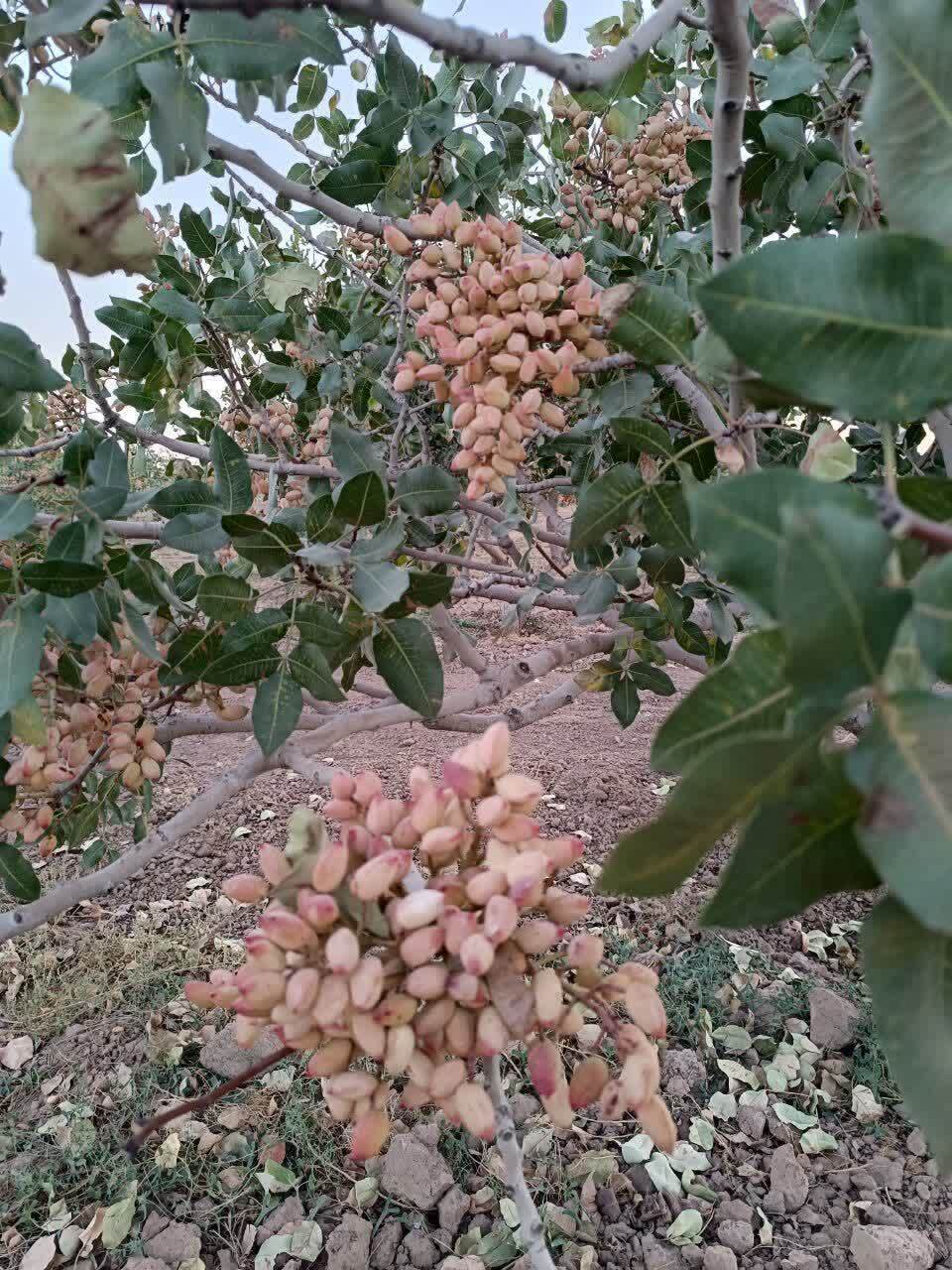 بیوگاز؛ تکنیکی در راستای بهره وری و افزایش تولید محصولات کشاورزی + عکس