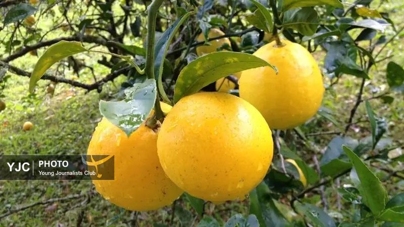 آغاز برداشت ۳۳ هزار تن لیمو شیرین در میناب
  