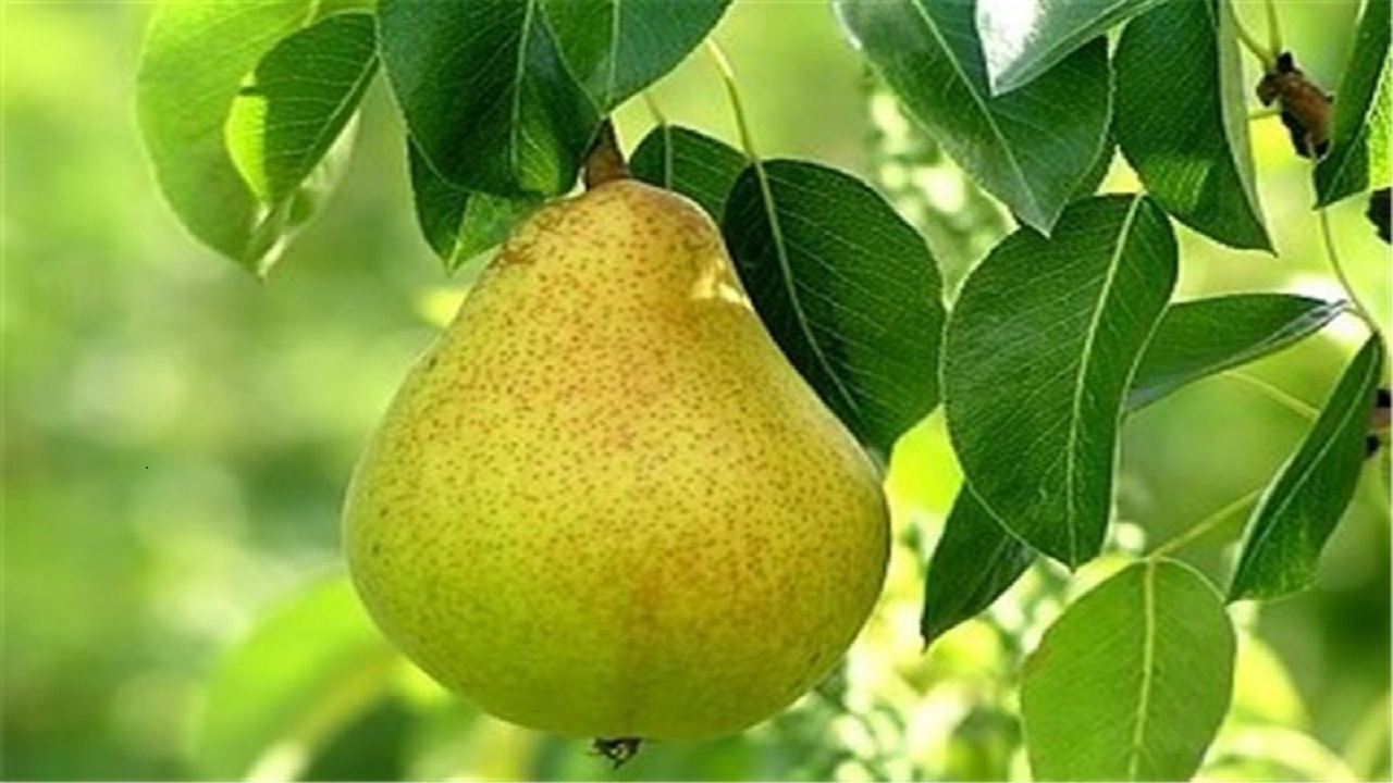 تولید بیش از ۶ هزار تن گلابی در آذربایجان شرقی