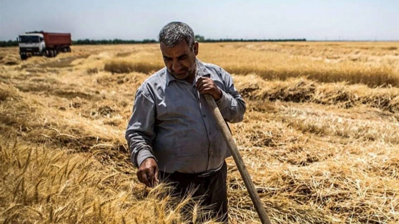 کردستان میزان ۱۰.۴ درصد کل گندم خریداری شده در کشور را دارد