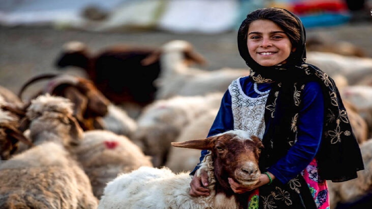 زندگی‌ای به وسعت زاگرس؛ عشایر بروجرد و سنت‌های ماندگارشان