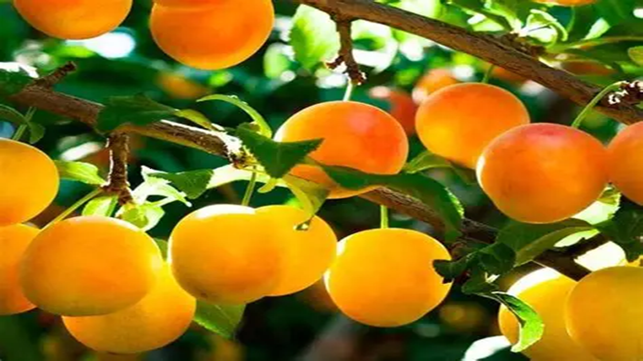 برداشت آلو در مزارع روستای گردشگری توآباد + عکس