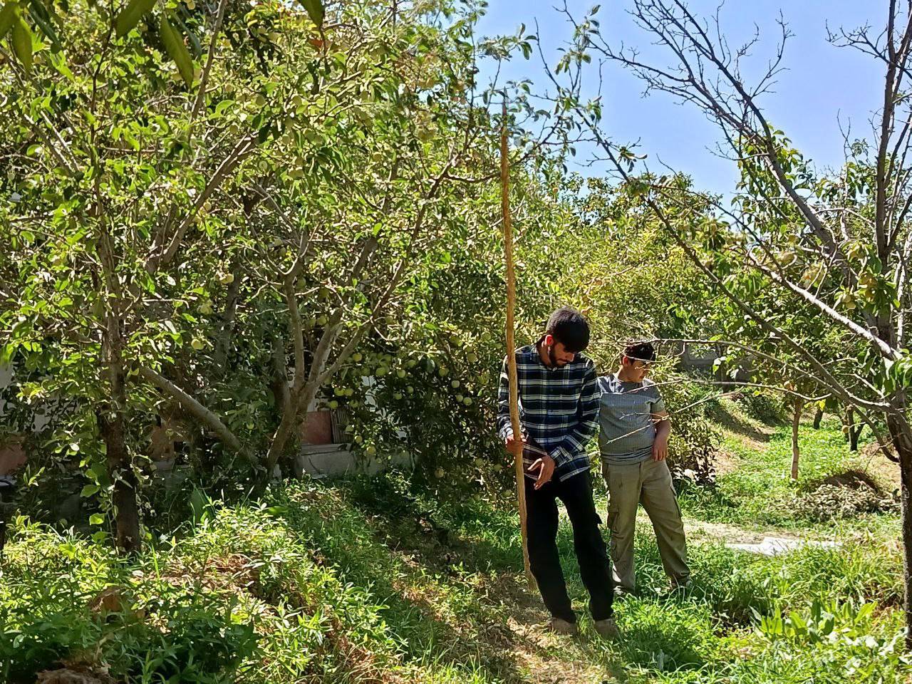 برداشت آلو در مزارع روستای گردشگری توآباد + عکس