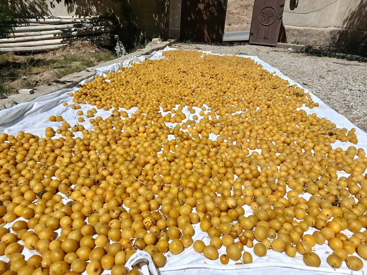 برداشت آلو در مزارع روستای گردشگری توآباد