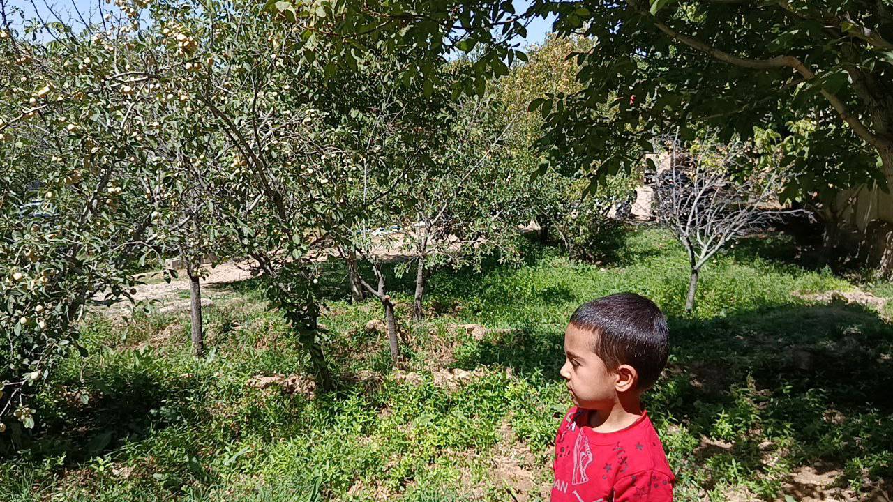 برداشت آلو در مزارع روستای گردشگری توآباد