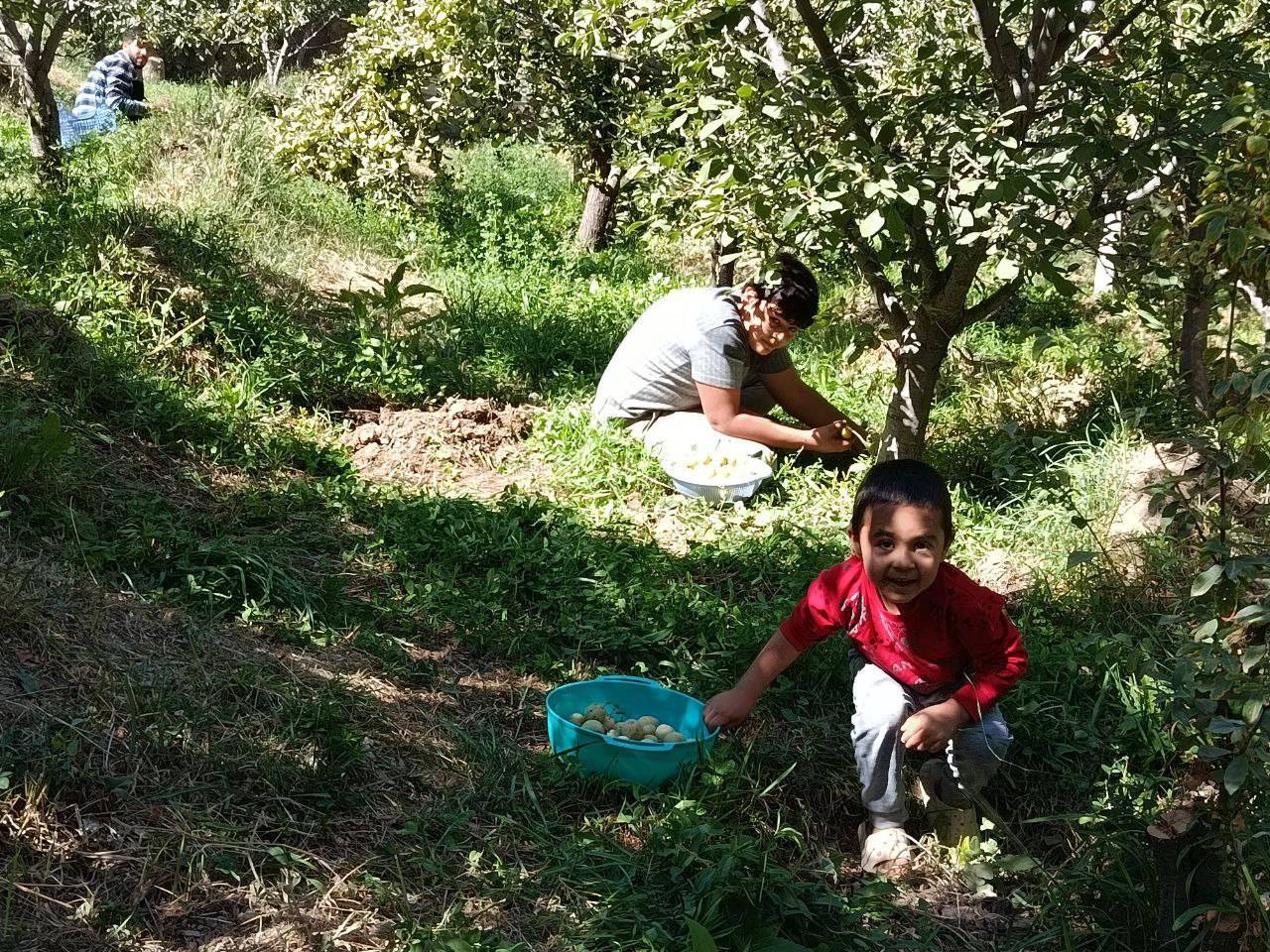 برداشت آلو در مزارع روستای گردشگری توآباد