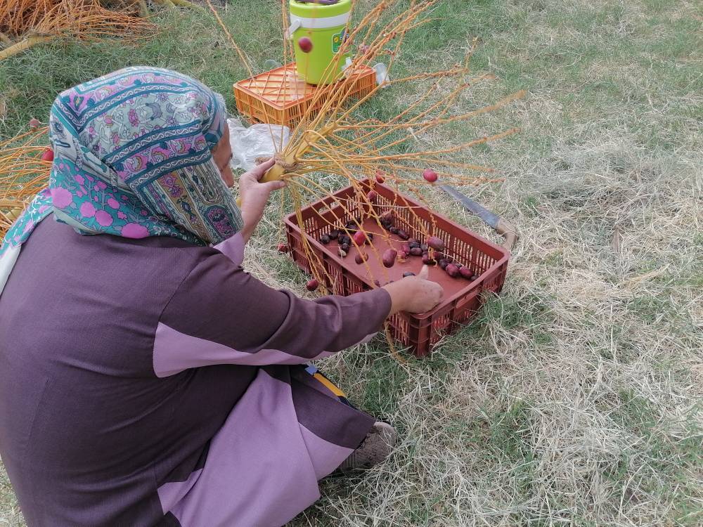 جشن خرما در بم؛ از خرما پزان تا بازارهای جهانی