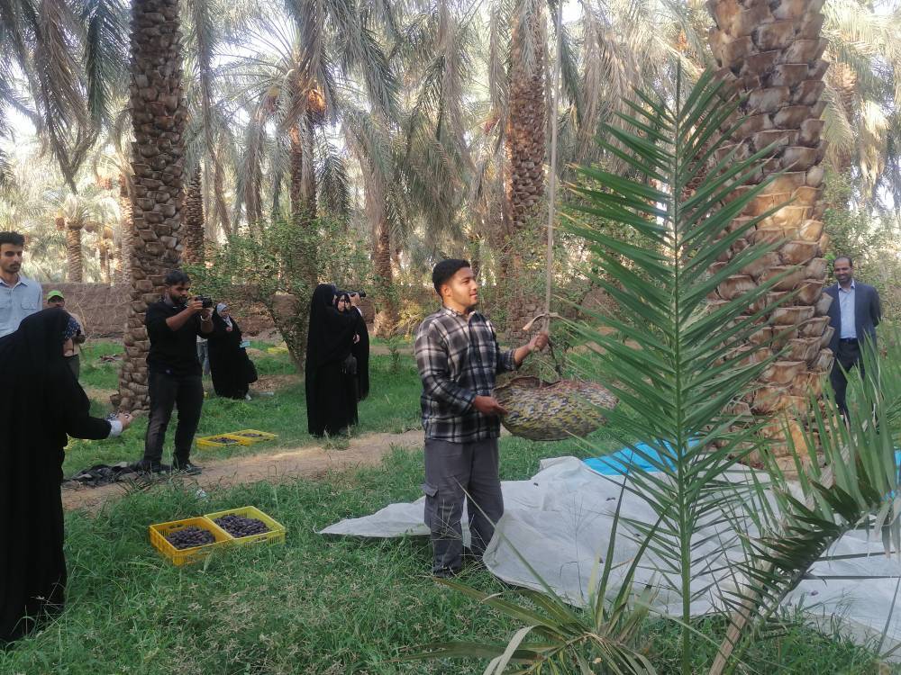 جشن خرما در بم؛ از خرما پزان تا بازارهای جهانی