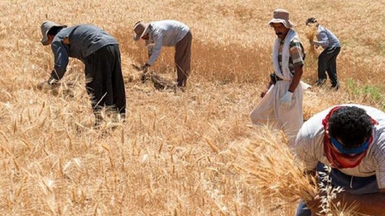 ۹۵ درصد مطالبات گندمکاران استان کرمانشاه پرداخت شده است