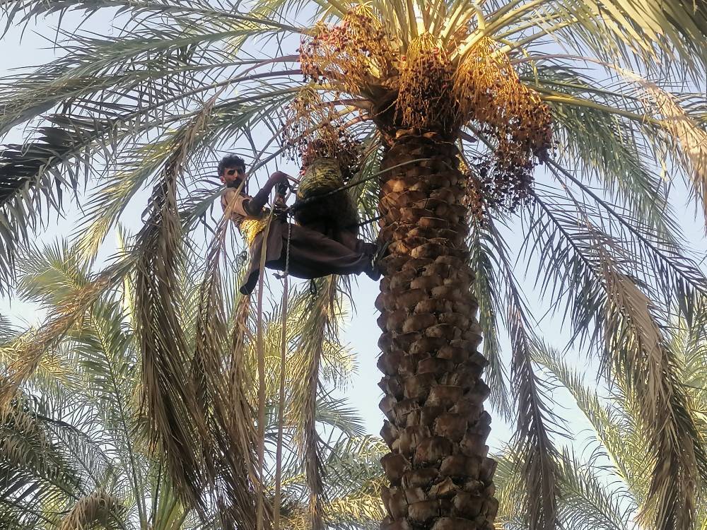 جشن خرما در بم؛ از خرما پزان تا بازارهای جهانی