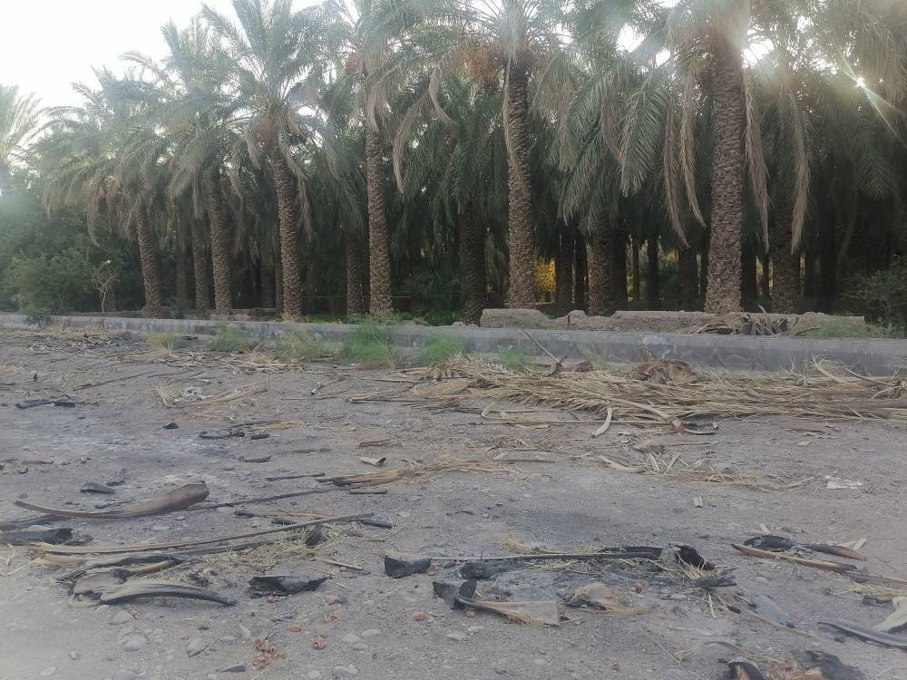 جشن خرما در بم؛ از خرما پزان تا بازارهای جهانی