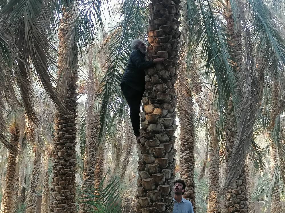 جشن خرما در بم؛ از خرما پزان تا بازارهای جهانی