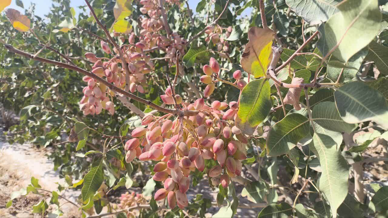 تصاویری از برداشت پسته از مزارع پسته گناباد