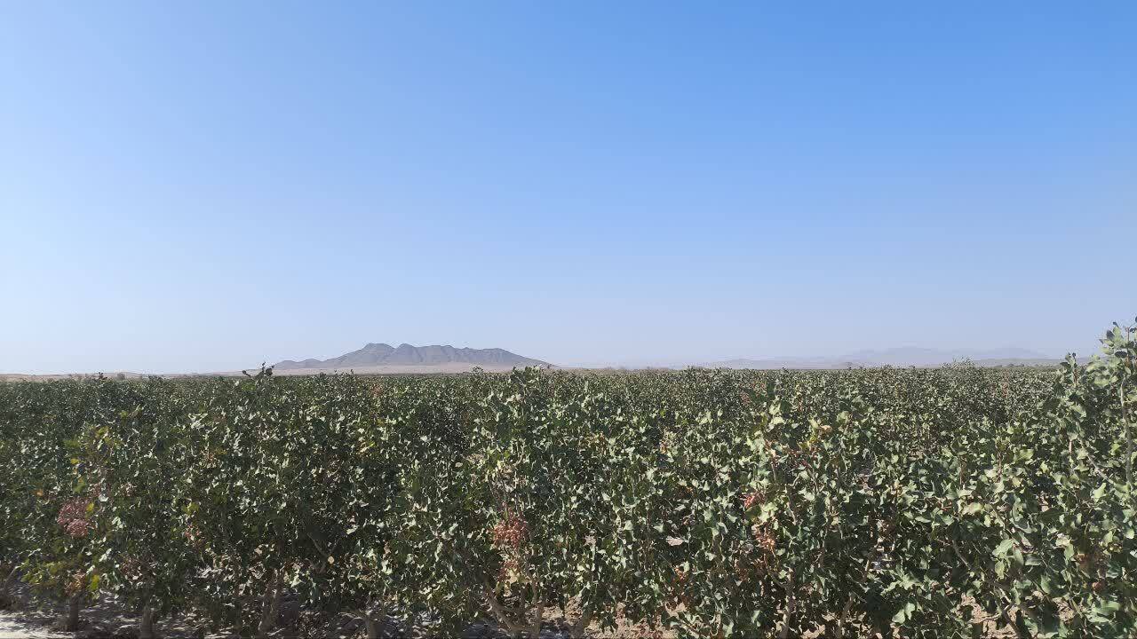 برداشت پسته از مزارع پسته گناباد