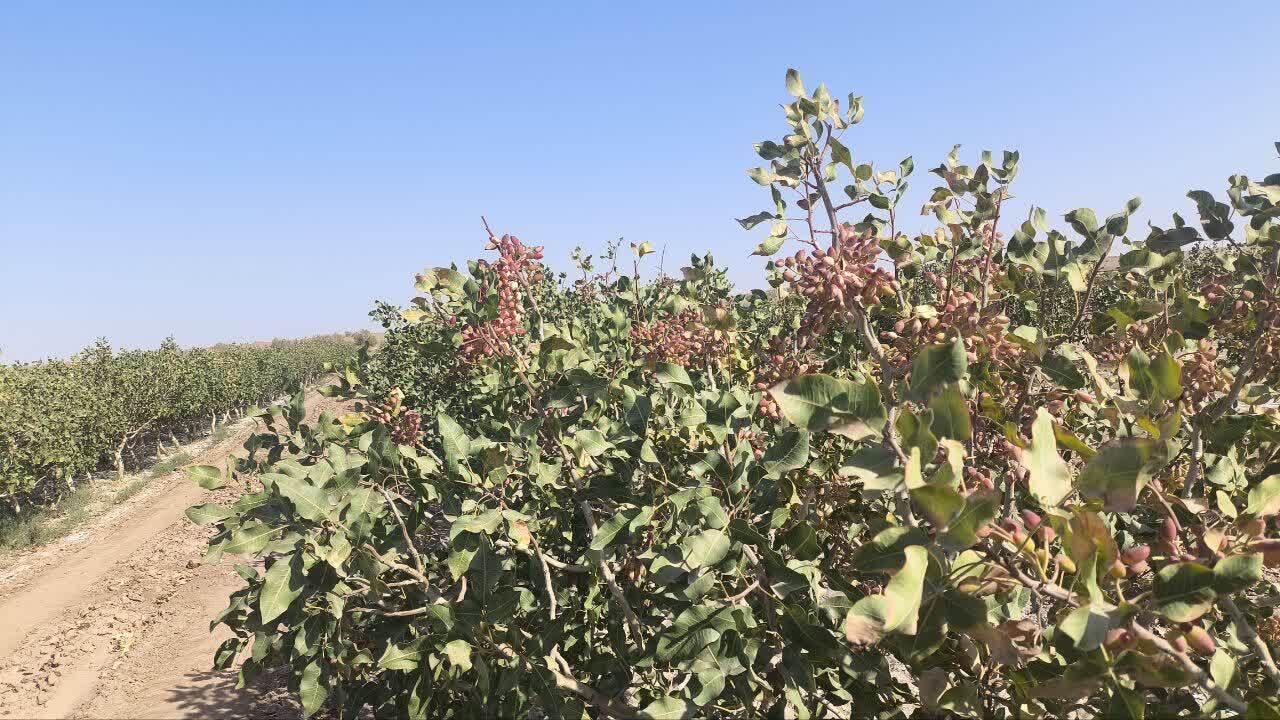 برداشت پسته از مزارع پسته گناباد