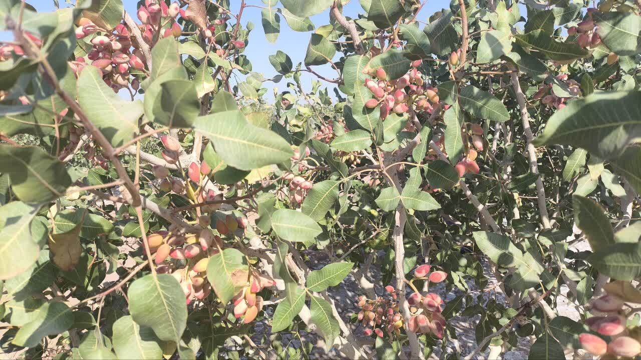 برداشت پسته از باغ&zwnj;های گناباد