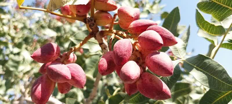 برداشت بیش از ۴ هزار تن پسته خشک از باغ&zwnj;های نیشابور
