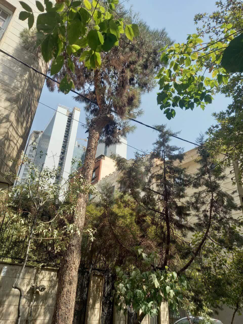 خشکسالی درختان خشکسالی درختان