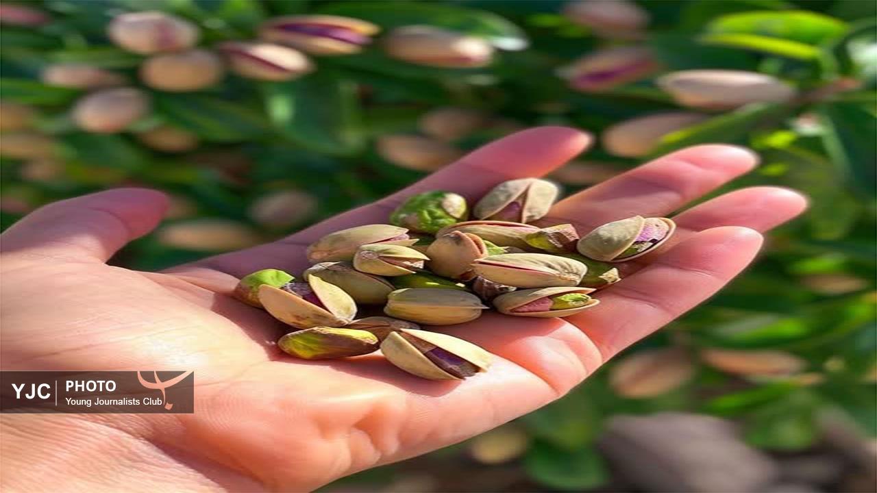 آغاز برداشت ۱۸ هزار تن پسته و ۱۶ هزار تن زیتون از باغ‌های فارس+ فیلم