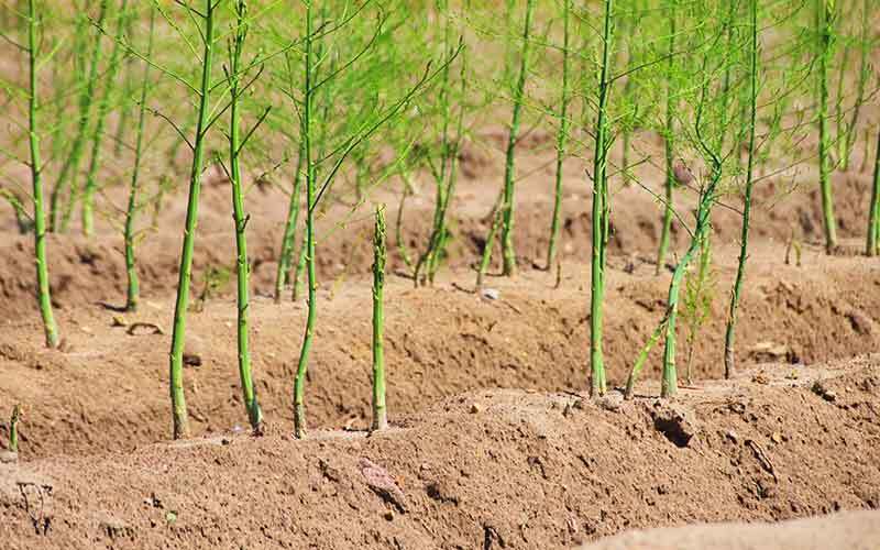 طلای سبز در رودان؛ محصولی کم‌آب‌بر با بازار جهانی