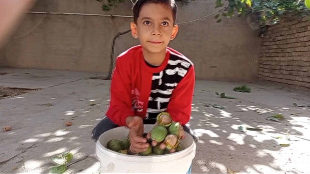 برداشت گردو در روستای خورهشت+ فیلم
