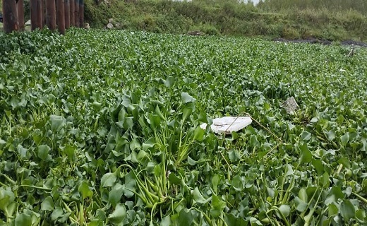 پاکسازی زیر پل نهنگ روگای انزلی از سنبل آبی + فیلم و تصاویر پاکسازی زیر پل نهنگ روگای انزلی از سنبل آبی + فیلم و تصاویر