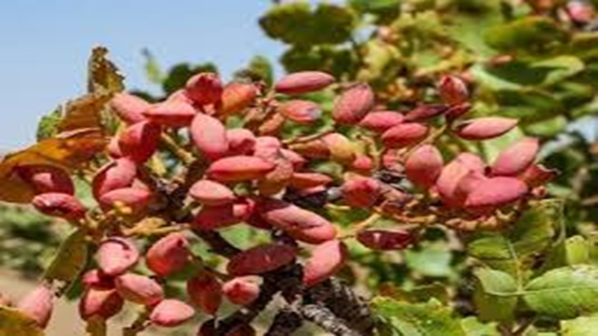 برداشت سیب از باغ های مشگین شهر + فیلم