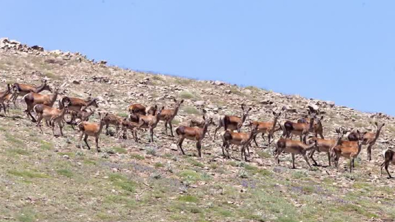 قابی زیبا از گله مرال