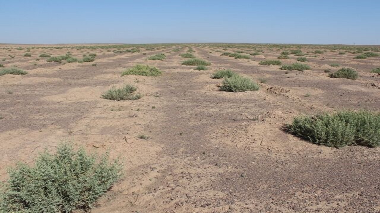 لزوم احیای پوشش گیاهی در مناطق بیابانی  گلستان برای مقابله با ریزکردها