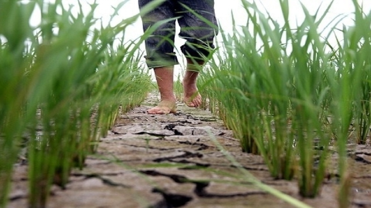 بی‌اعتنایی به هشدار‌ها و کشت برنج در دل خشکسالی؛ بیش از ۴۵۰۰ هکتار از زمین‌های دورود زیر کشت برنج