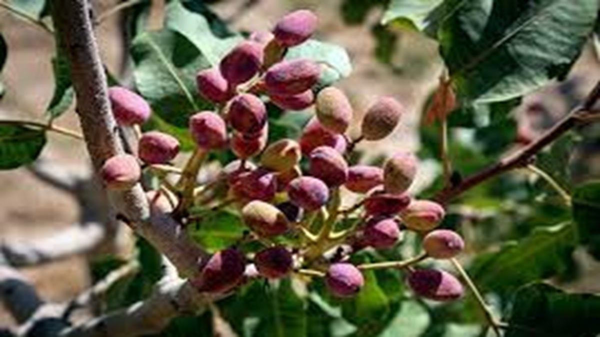 کشت رازیانه در ۳هزار هکتار از اراضی رزن + فیلم