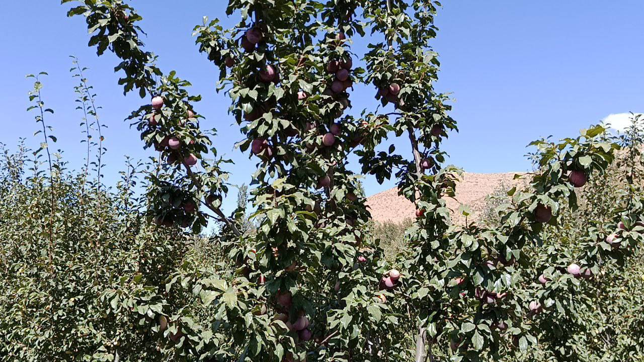 گزارش تصویری از برداشت آلو از باغ های توآباد