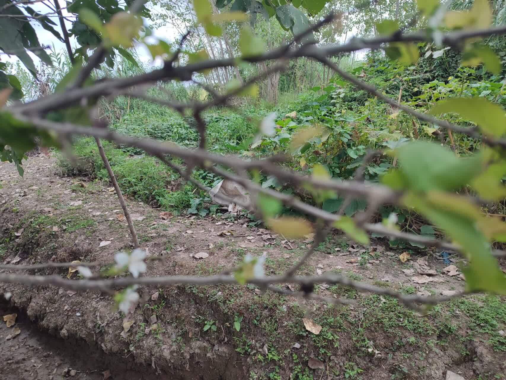 شکوفه درخت گوجه سبز