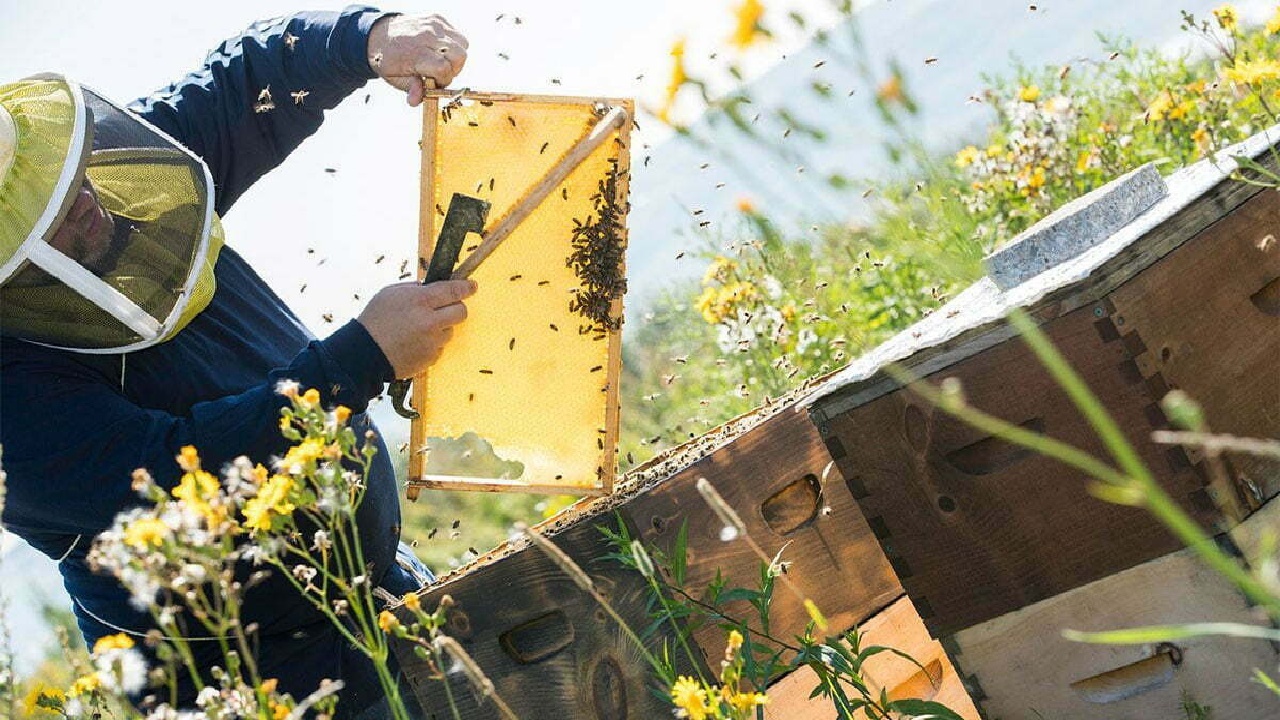 دلفان؛ زنبورستان طلایی ایران با برداشت یک‌هزار تن عسل در سال