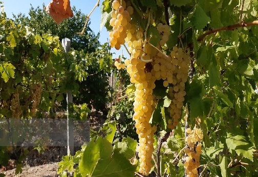 تاکستانهای بروجرد؛ چشمانداز سبز اقتصاد محلی با دغدغههای کهنه/ اتونشر فردا صبح لطفا تاکستانهای بروجرد؛ چشمانداز سبز اقتصاد محلی با دغدغههای کهنه/ اتونشر فردا صبح لطفا