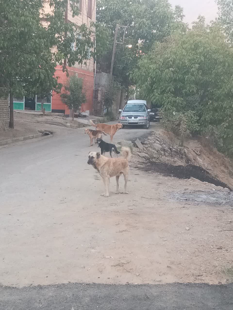 جولان سگ های ولگرد در روستای باباپیر