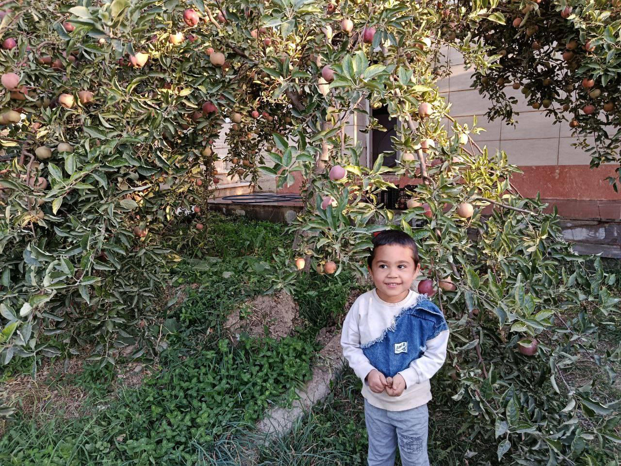 برداشت سیب و گردو از باغهای روستای گردشگری توآباد برداشت سیب و گردو از باغهای روستای گردشگری توآباد