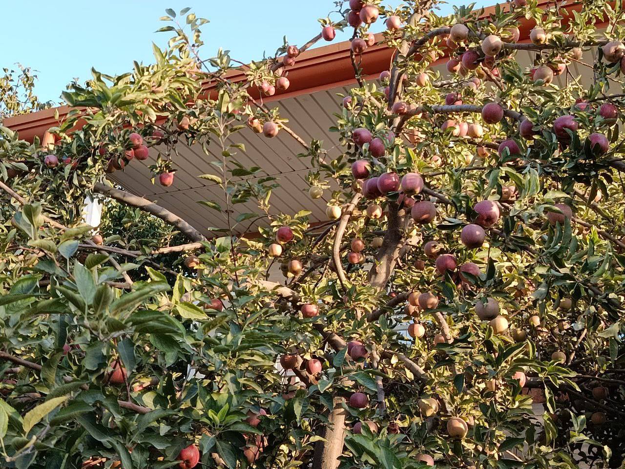 برداشت سیب و گردو از باغهای روستای گردشگری توآباد از لنز دوربین شهروندخبرنگار برداشت سیب و گردو از باغهای روستای گردشگری توآباد از لنز دوربین شهروندخبرنگار