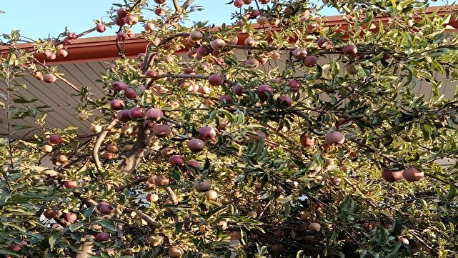 برداشت سیب و گردو از باغهای روستای گردشگری توآباد از لنز دوربین شهروندخبرنگار برداشت سیب و گردو از باغهای روستای گردشگری توآباد از لنز دوربین شهروندخبرنگار