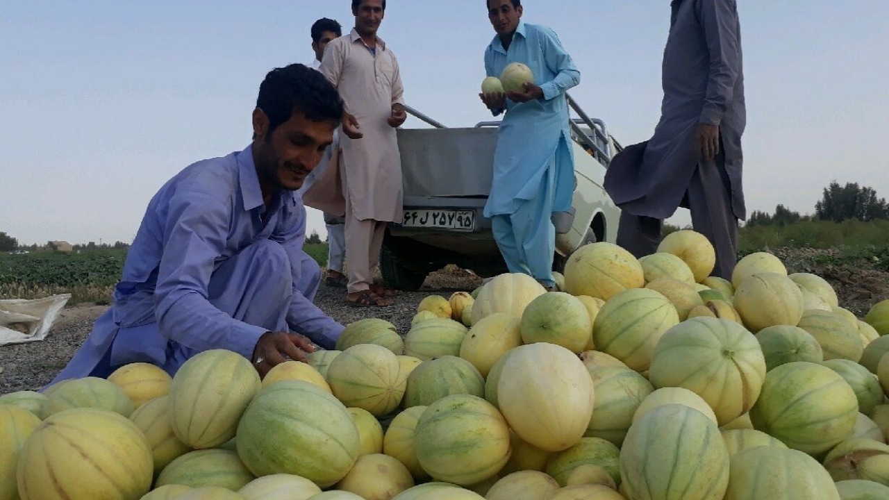 برداشت بیش از ۱۲۰۰ تُن خربزه خارج از فصل در شهرستان زهک