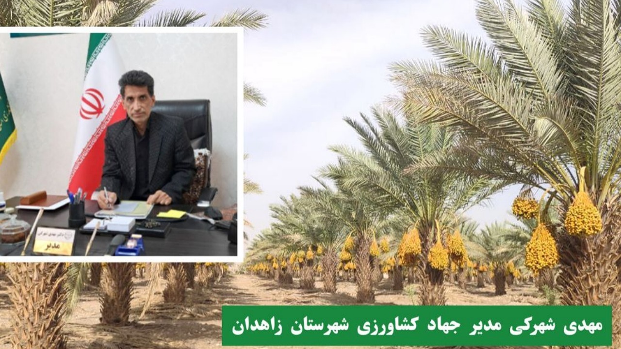 تولید بیش از ۳۲۰۰ تن خرما در زاهدان