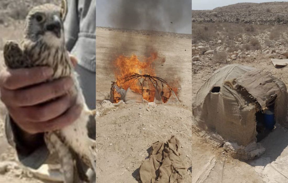 تجارت سیاه در آسمان جنوب؛ زنده‌گیری پرندگان شکاری هرمزگان