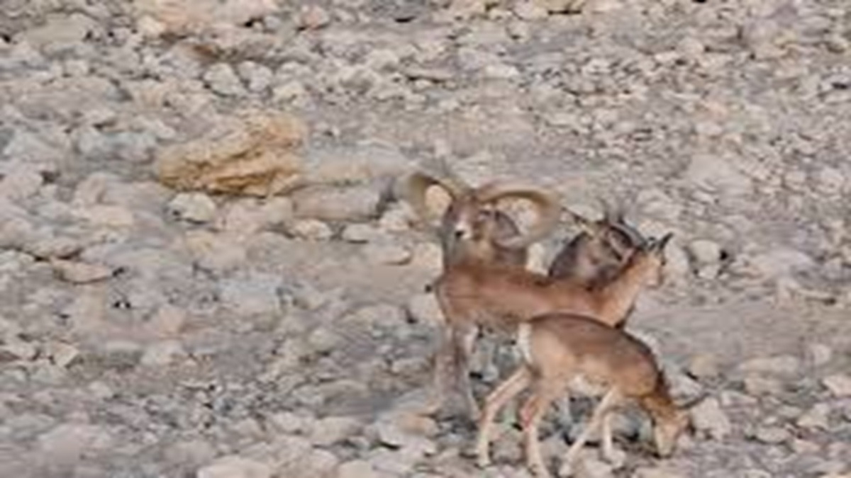 قوچ وحشی بر فراز کوه‌های بافق + فیلم