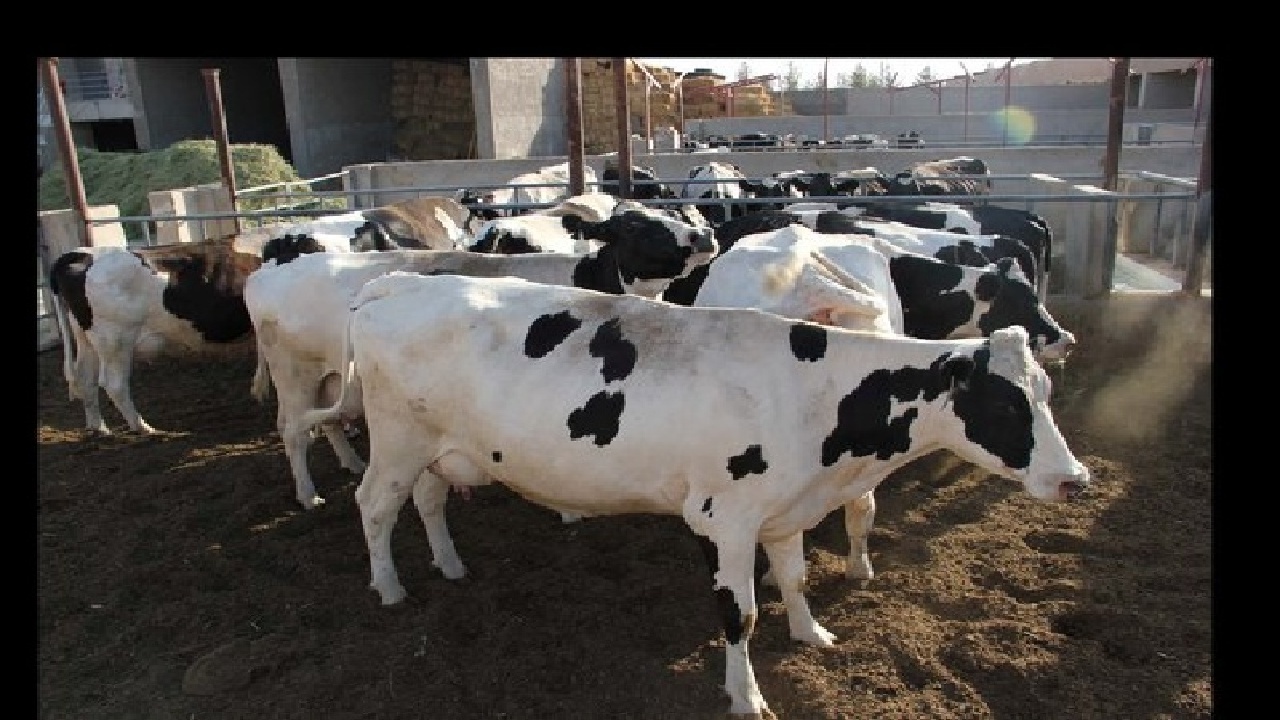 اجرای طرح ملی افزایش تولید در دامداری‌های روستایی و عشایری ۱۹۴ روستای لرستان کلید خورد