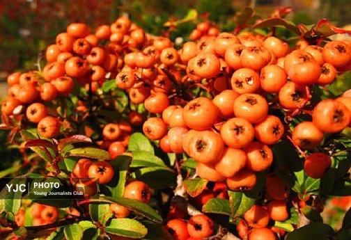 زالزالک&zwnj;های لرستان؛ سرخ&zwnj;ترین لبخند پاییز بر دامان زاگرس/ اتونشر فردا صبح